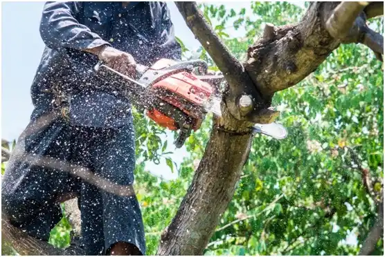 tree services Arkoma